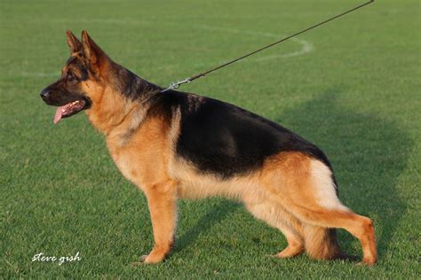 Recklessly Black King German Shepherd Puppies For Sale