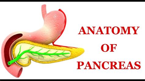 Anatomy Of Pancreas Made Easy Youtube