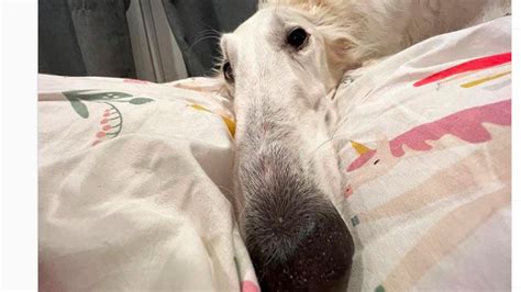 The Lovable Dog With The Worlds Longest Nose Is An Internet Sensation
