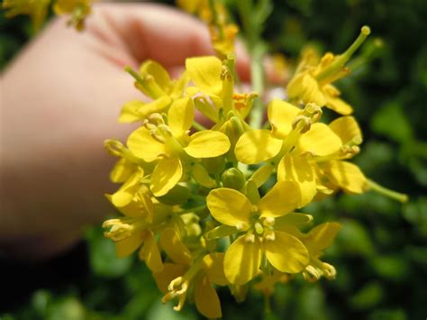 Negli incolti può formare bellissime . Prato di fiori gialli - cfr Brassica rapa subsp ...