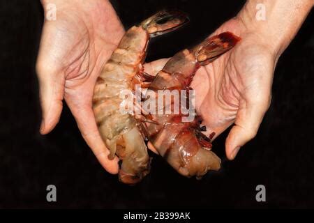 Giant Tiger Prawns Raw King Prawns Penaeus Monodon Stock Photo Alamy