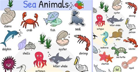 Sea Animals Water Ocean And Sea Animal Names With Images 7esl