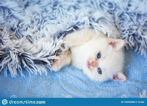 Kitten Covered With A Fluffy Blanket Stock Image Image Of Beauty