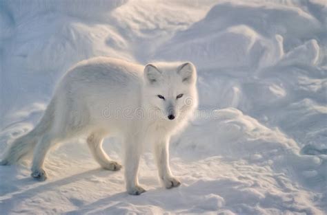 Oil Painting Of Arctic Fox Stock Image Image Of White 183069131