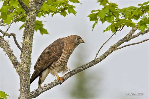Broad Winged Hawk Id Facts Diet Habit And More Birdzilla