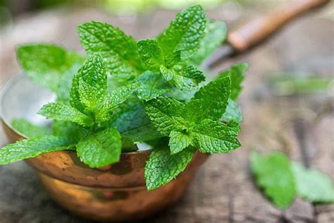 Sweet Mint Herb Plant 200 Seeds Etsy