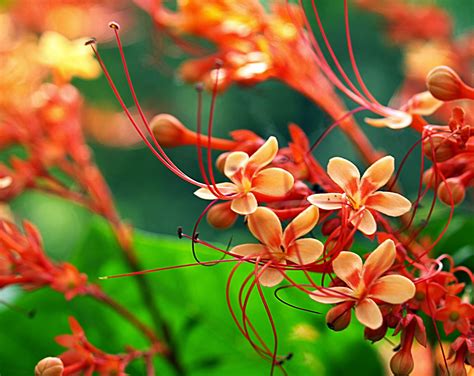Blok888 Top 10 Most Exotic Flowers In The World 2