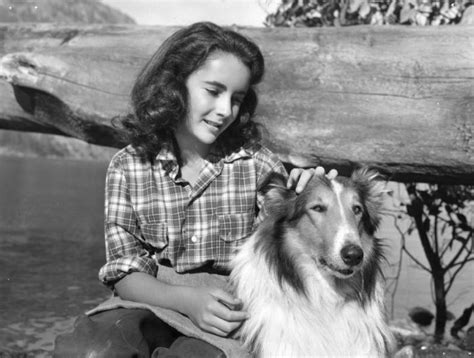 Lassie Famous Dog From Hollywood Dodogs