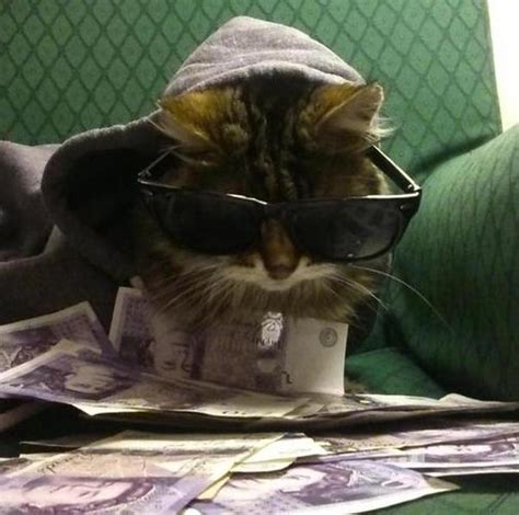 18 Extravagant Cats Who Are Cooler Than Youll Ever Be Realclear