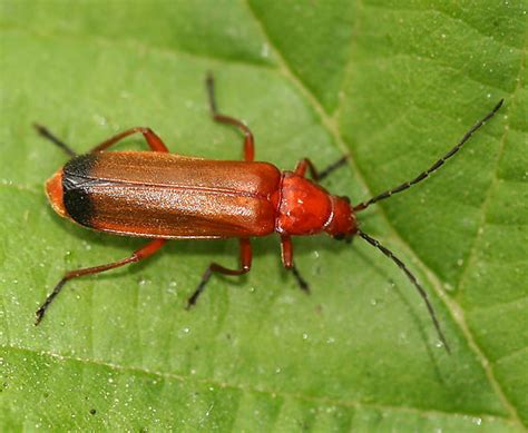 Common Red Soldier Beetle Rhagonycha Fulva Bugguidenet
