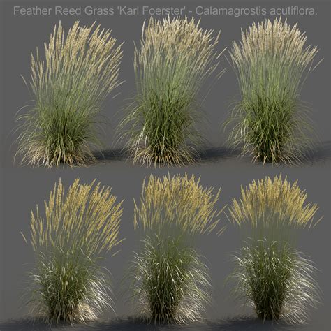 Wind Animation Feather Reed Grass 3d Model Gamma 22