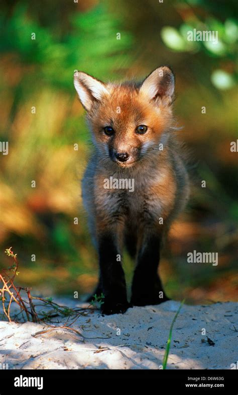 Usa Florida Red Fox Vulpes Vulpes Stock Photo Alamy
