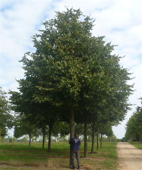 Tilia Cordata ‘greenspire Tree Hillier Trees
