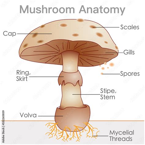 Plakat Mushroom Anatomy Structure Parts Cap Skirt Spores Ring Lamella Pileus Stem Gills