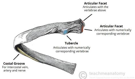 The Ribs Rib Cage Articulations Fracture Teachmeanatomy