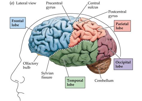 Frontal Lobe Anatomy Location And Function Anatomy Info