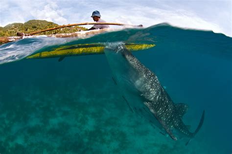 The Whale Sharks Of Tan Awan Oslob Steve De Neef Photography Blog