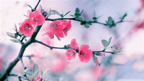 Download Pink Flower Spring Blossom Flowers 1920x1080 Wallpaper