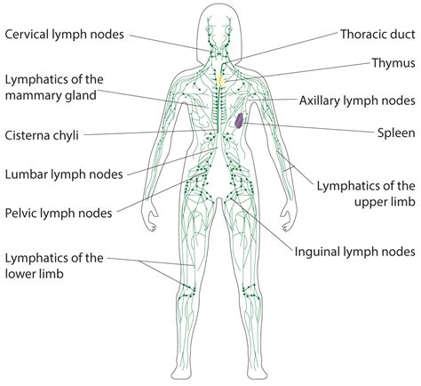 25 Anatomy Cervical Lymph Nodes Pics Color Picker Image Online