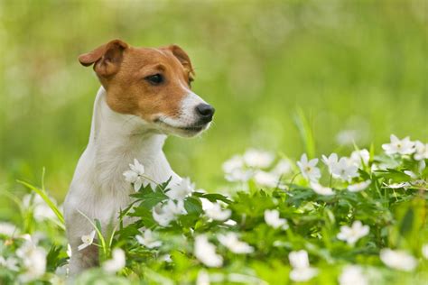 Benim de sahip olduğum oldukça zor bulunan bir köpek cinsidir. Rasseportrait: Jack Russell Terrier - Charakter ...