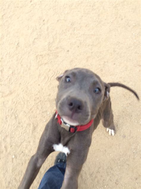 We have everything you need for a truly enjoyable we have pitbull puppies for sale and are familiar with each types. Love is an adorable pit puppy who is up for adoption in San Diego, CA email pittiesandkittiesinc ...