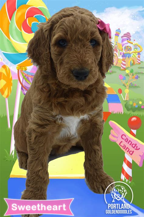 Fun for the whole family. Multi-Generation Goldendoodle Puppies for Sale and ...