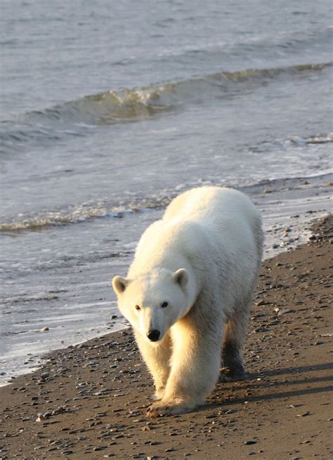 Study Finds Robust Polar Bear Population In Sea Near Alaska
