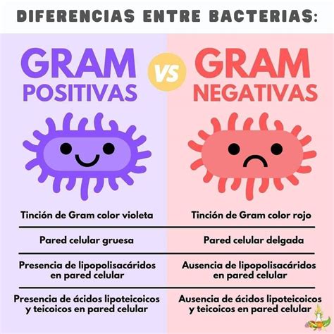Lbumes Foto Clasificacion De Bacterias Gram Positivas Y Gram