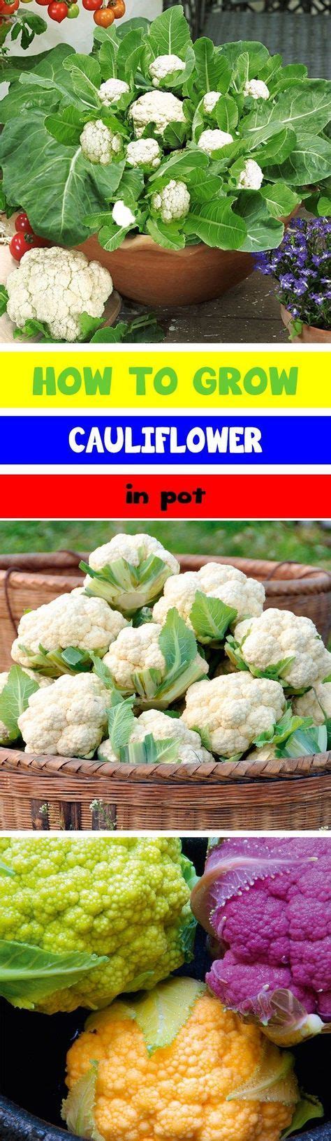 How To Grow Cauliflower In Pot Growing Cauliflower In A Container How