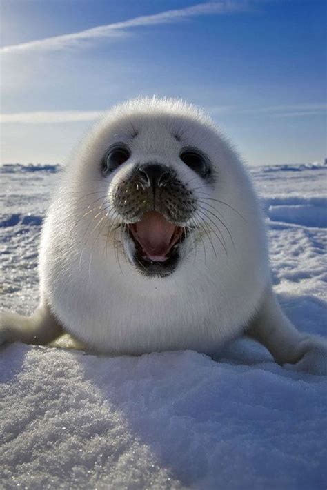 Funny Animals 100 Funny Cute Animals Baby Seal Marine