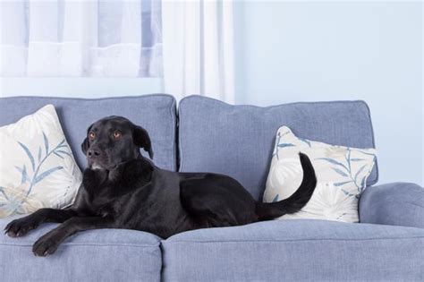 9 Tips for choosing pet friendly furniture   SheKnows