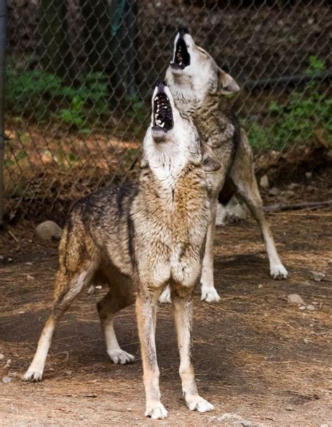Red Wolves Howling In Connecticuts Beardsley Zoo Red Wolf Wolf Life