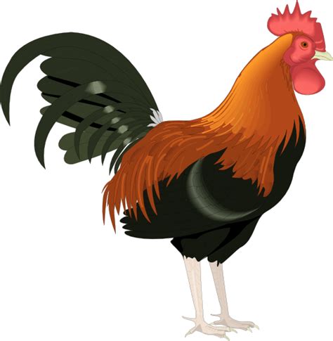 Rooster Clip Art Cartoon Free Clipart Images 2 Love