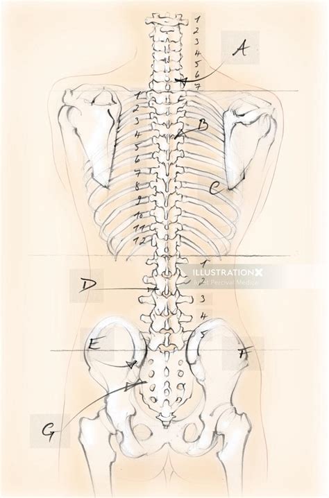 They are the bones of your forearm. Back Bones Diagram / Divisions Of The Skeletal System ...