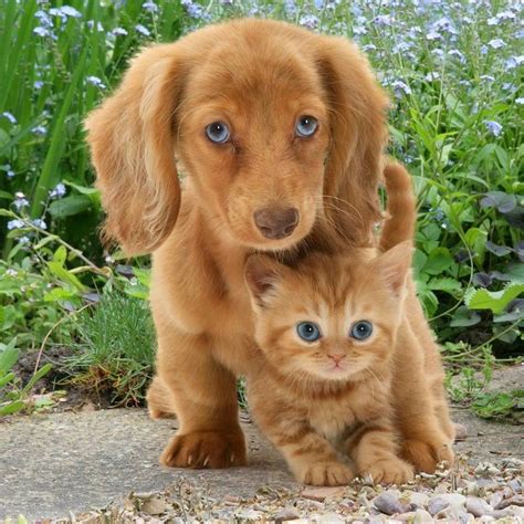 19 Best Cute Kittens And Puppies Together Images On Pinterest Fluffy