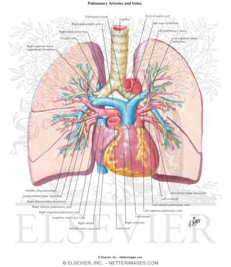Pulmonary Arteries And Veins
