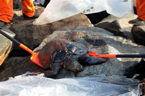 After delivery of the systems, we offer worldwide comprehensive commissioning. Oil spill threatens India's nesting turtles