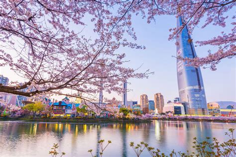 The picturesque scenery of 350,000 cherry trees is enough to dazzle your eyes with their bright pinkish white petals. 2018韓國櫻花來了!5大追櫻景點花期，你要知