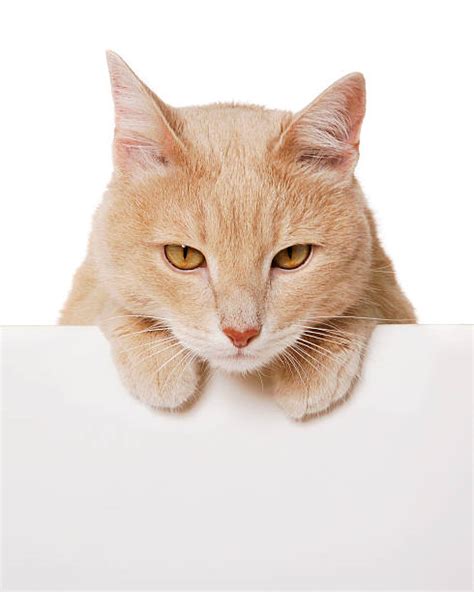 Best Sign Domestic Cat Holding Cute Stock Photos Pictures And Royalty
