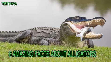 8 Amazing Facts About Alligators Youtube