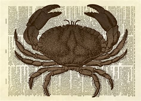Dungeness Crab Dictionary Art Print Dictionary Art Print Dictionary