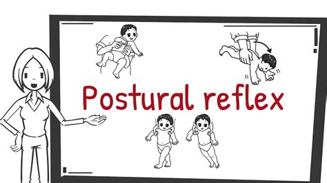 Postural Reflexespostural Response Youtube