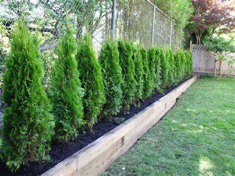 Emerald Cedar For Privacy Fence Gardens And Greenery Pinterest