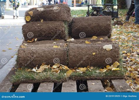 Green Lawn Grass In Rolls On A Pallet Outside In The Park Stock Image