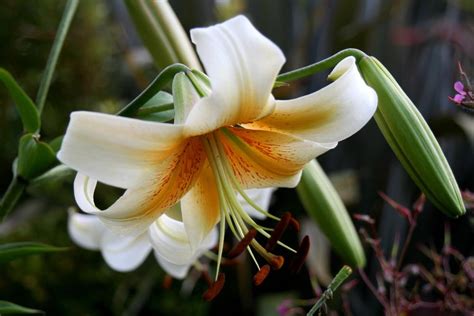 Lily Lilium Mister Cas In The Lilies Database