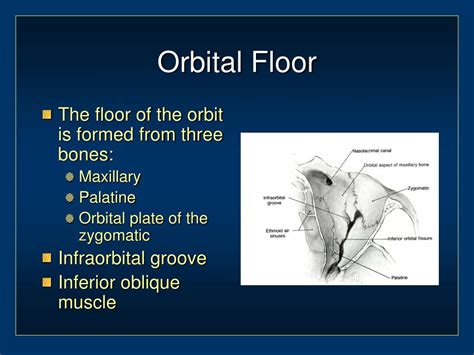 Ppt Orbital And Ocular Anatomy Powerpoint Presentation Free Download