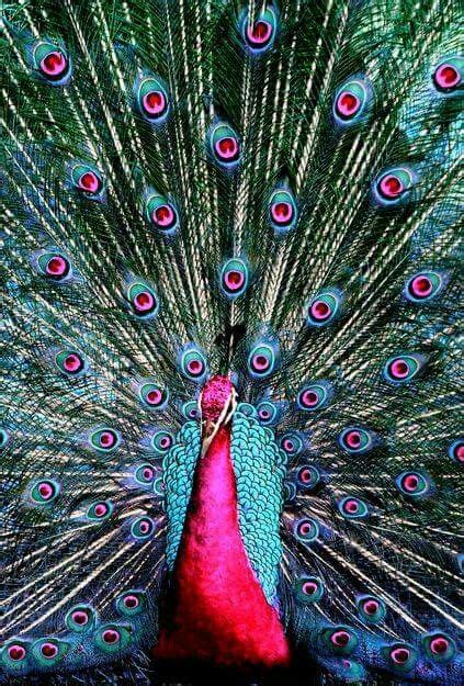 28 Live Pink Peacock Ideas Pink Peacock Peacock Beautiful Birds