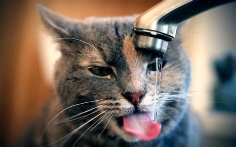 28 Cats That Actually Enjoy Water