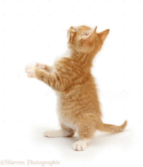 Ginger Kitten Standing And Reaching Up Photo Wp26341