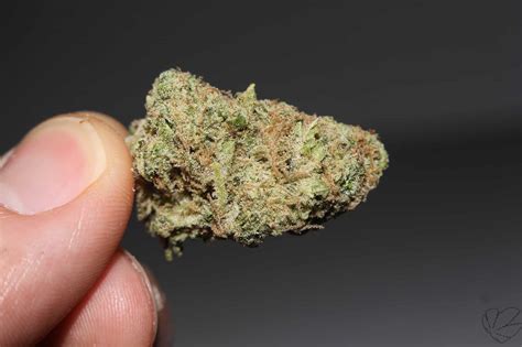 Best Kush Strains Of All Time Names And Pictures